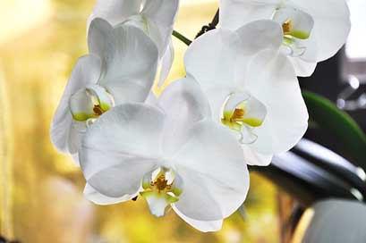 Orchid  White-Flower Flower Picture