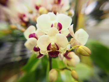 Orchid  White-Flower Butterfly-The-Falkland-Islands Picture