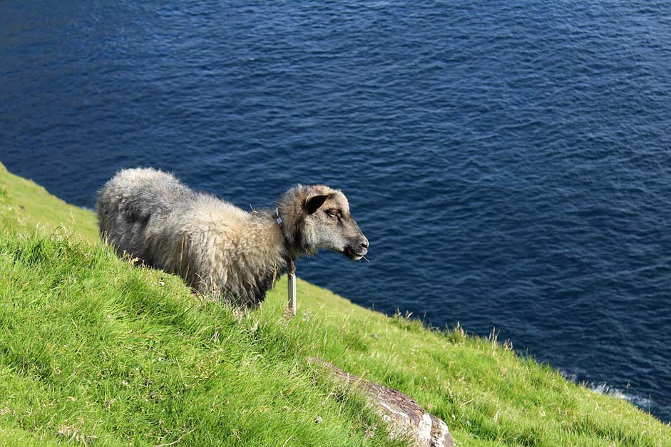 Faroe-Islands Mountain-Side Sheep Faroese-Sheep
