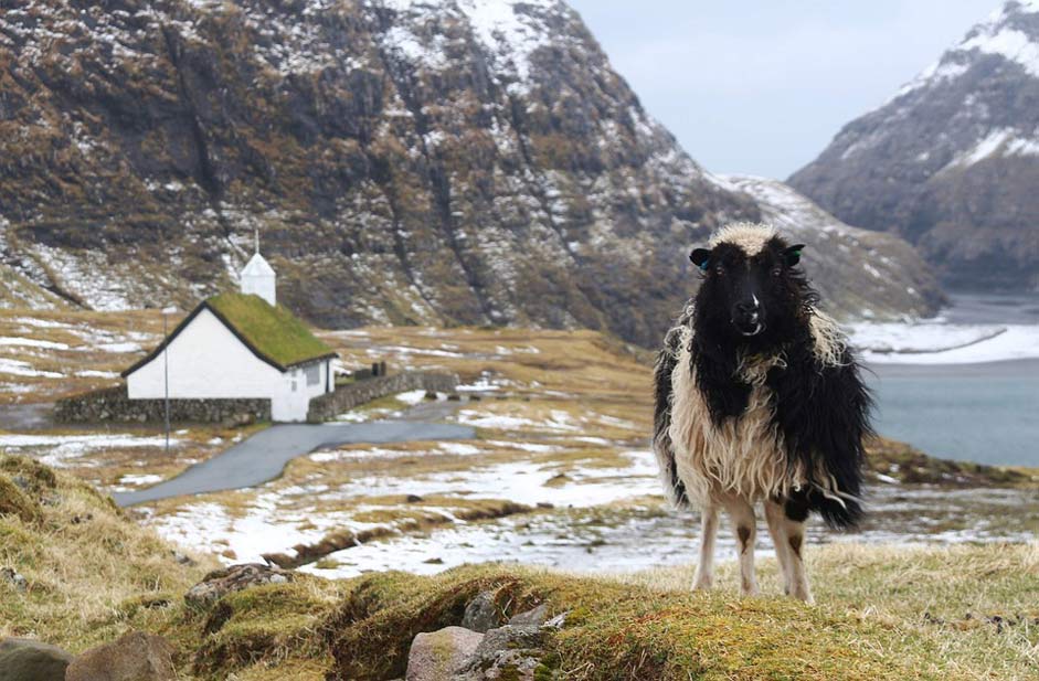  Sheep Faroe-Islands Foroyar