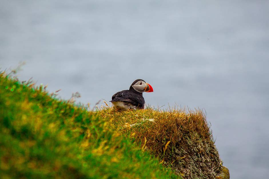 Natural Faroe-Islands Bird Puffin