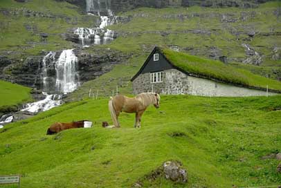 Faroe-Islands Fjord Horses Cascade Picture