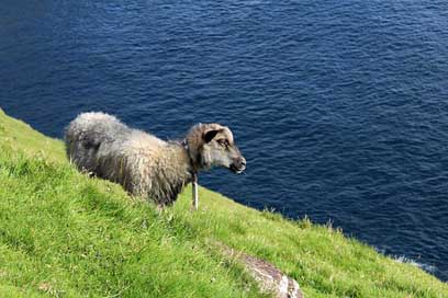 Faroese-Sheep Faroe-Islands Mountain-Side Sheep Picture