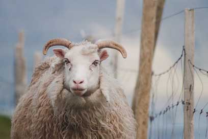 Sheep Hvannasund Faroe-Islands Animal Picture