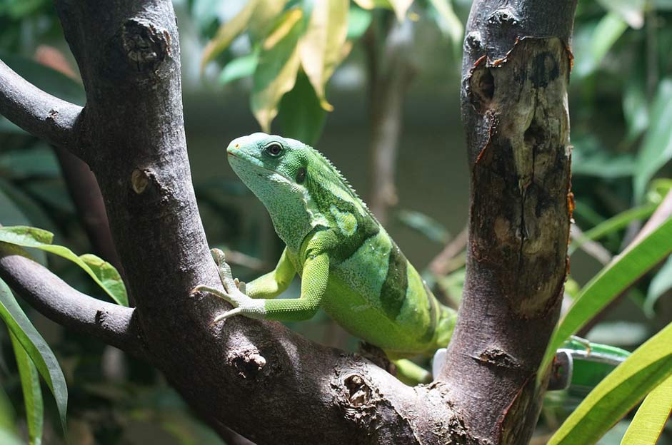  Striped Reptile Banded-Fiji-Iguana