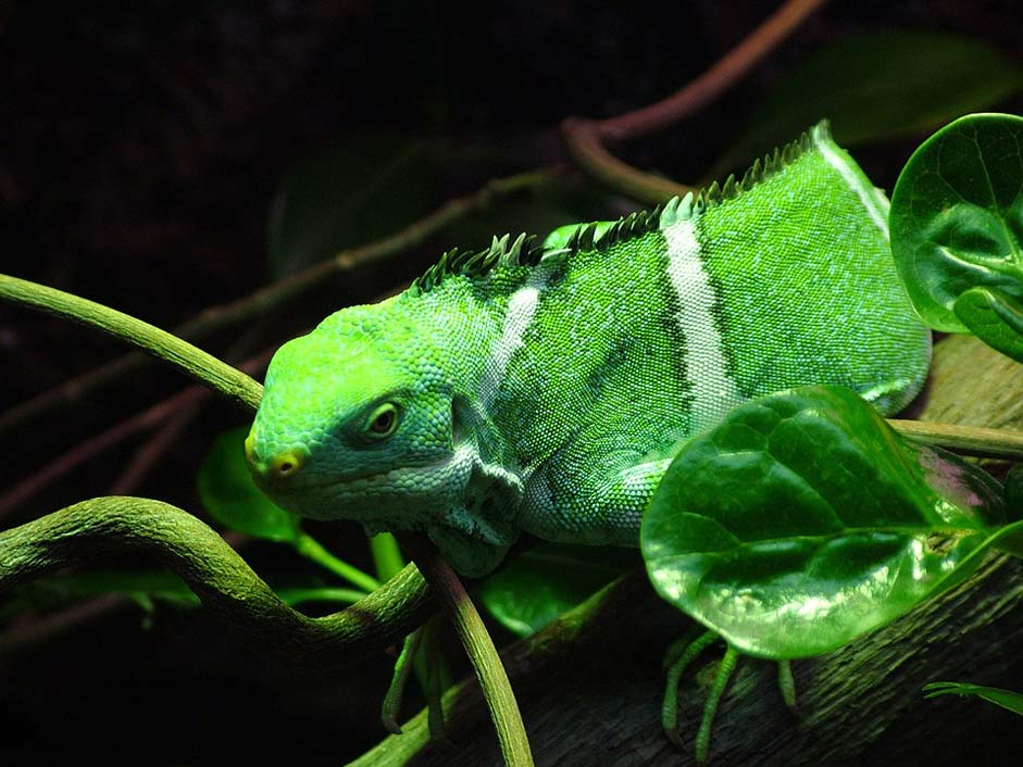 Green Banded Iguana Fiji-Iguana