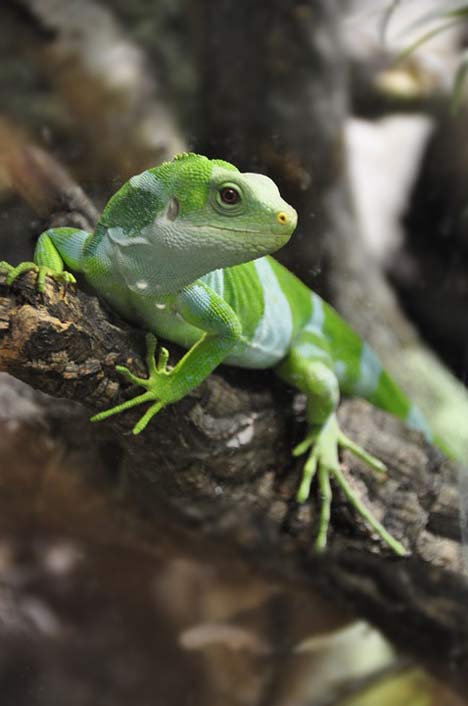 Reptile Lizard Iguana Fiji-Iguana