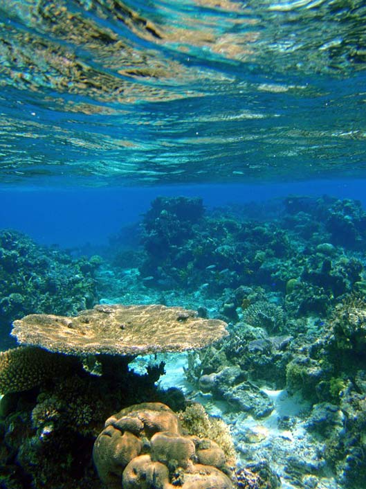 Tropical Coral Reef Fiji