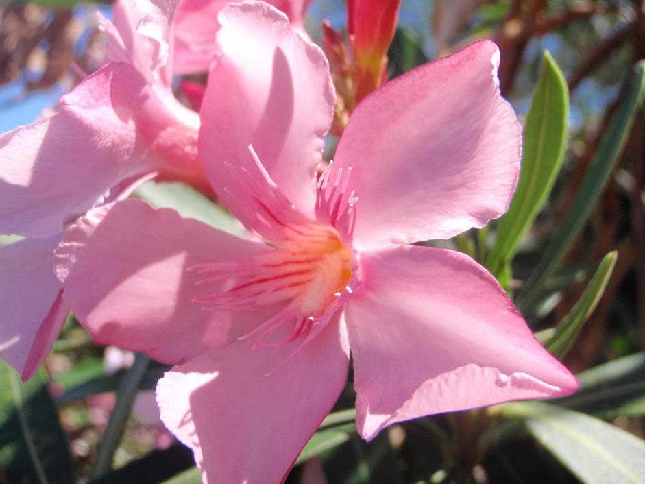 Tropical Nature Fiji Flower