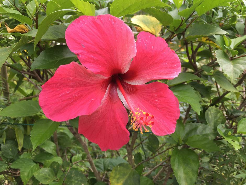 Plant Tropical Flower Hibiscus