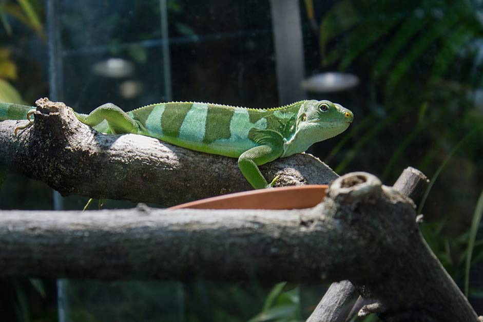 Animal Green Banded-Fiji-Iguana Iguana