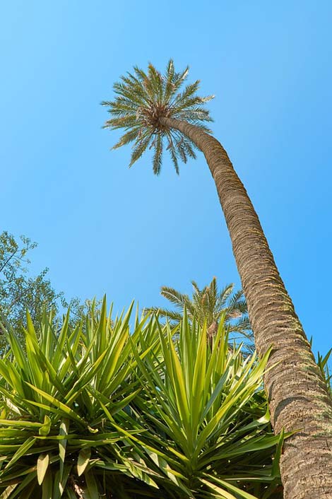 Caribbean Exotic South-Sea Palm