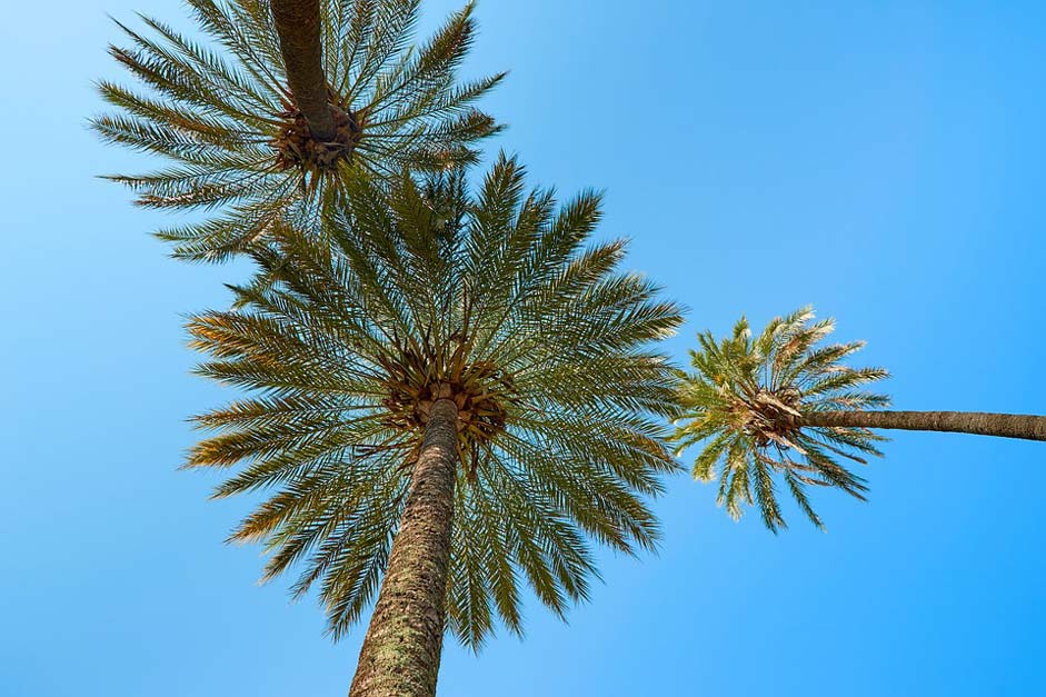 Beach Exotic South-Sea Palm-Trees