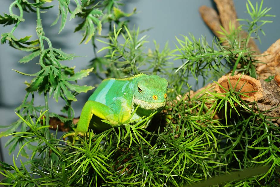 Nature Lizard Fiji-Iguana Reptile