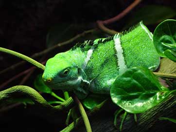 Fiji-Iguana Green Banded Iguana Picture