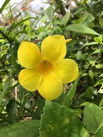 Yellow-Bell Nature Flower Yellow-Bell-Flower Picture