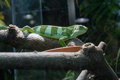 Iguana Animal Green Banded-Fiji-Iguana Picture