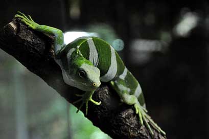 Fiji-Iguana Reptile Lizard Iguana Picture