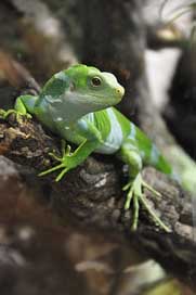 Fiji-Iguana Reptile Lizard Iguana Picture