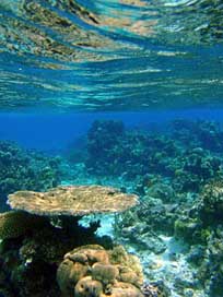 Fiji Tropical Coral Reef Picture