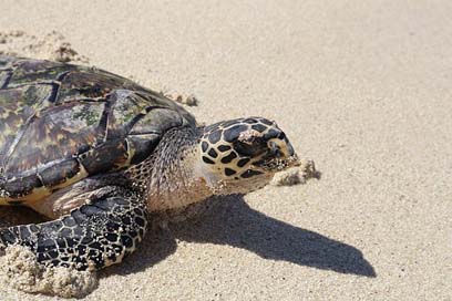 Turtle Fiji Sand Beach Picture