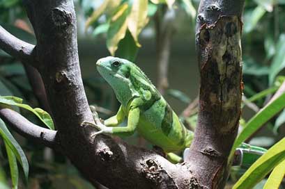 Banded-Fiji-Iguana  Striped Reptile Picture