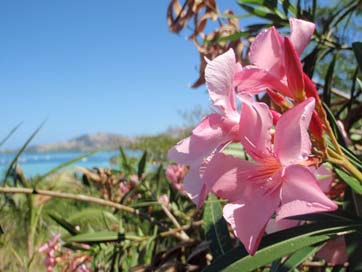 Tropical Nature Sunny Flower Picture