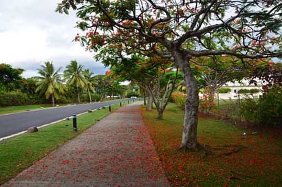 Fiji  Red-Flowers Tree Picture