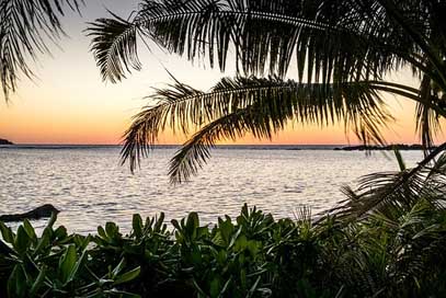 Beach Seashore Tropical Palm Picture