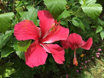 Hibiscus Plant Tropical Flower Picture