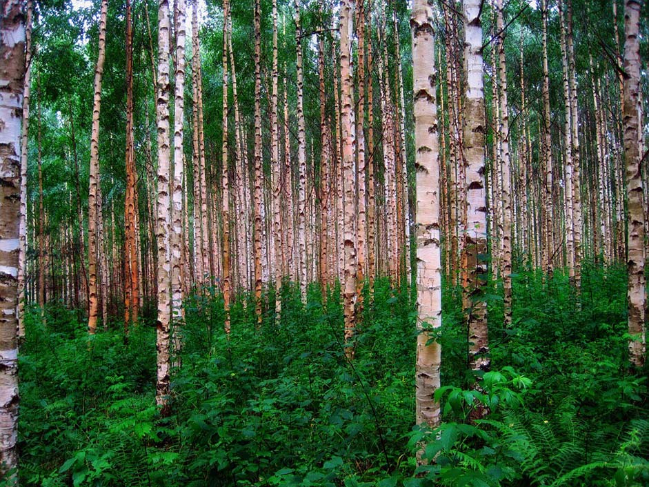 Finland Woods Forest Birch-Trees