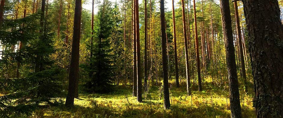  Nature Forest Finland