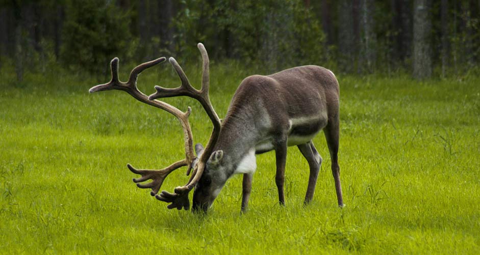 Deer Browse Reindeer Finland