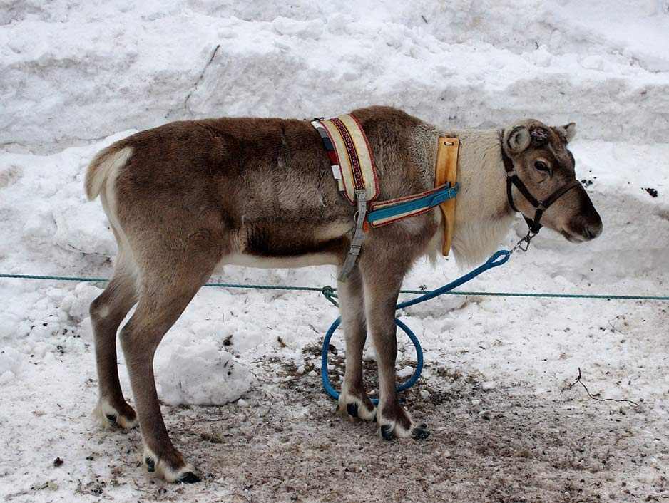 Winter Animal Reindeer Finland