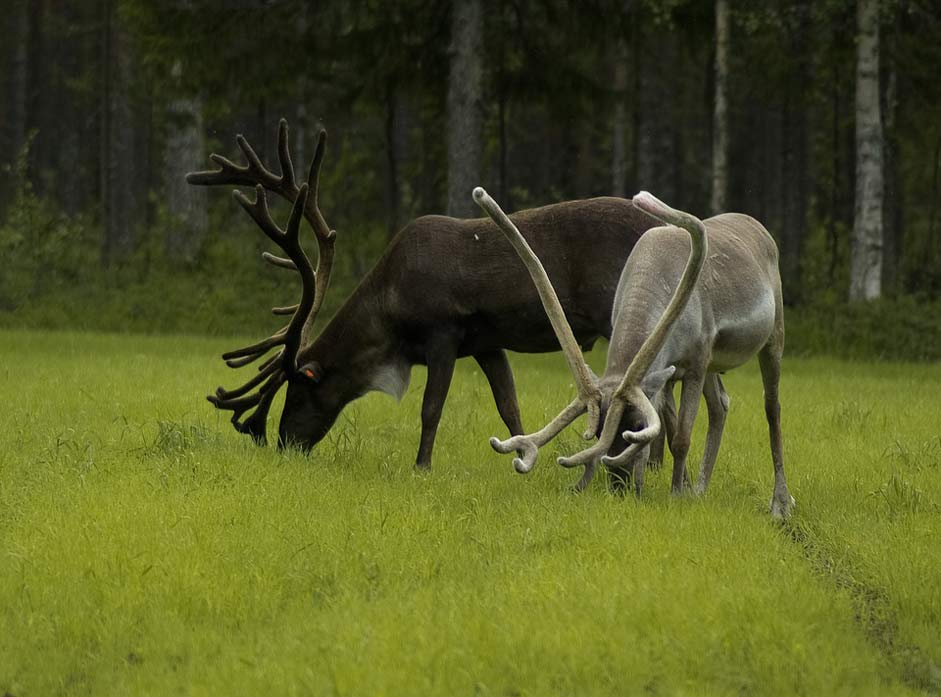 Wood Deer Rennes Finland