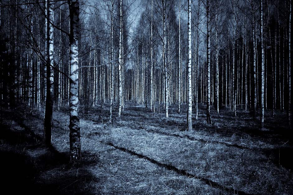 Shadows Dark Night Forest