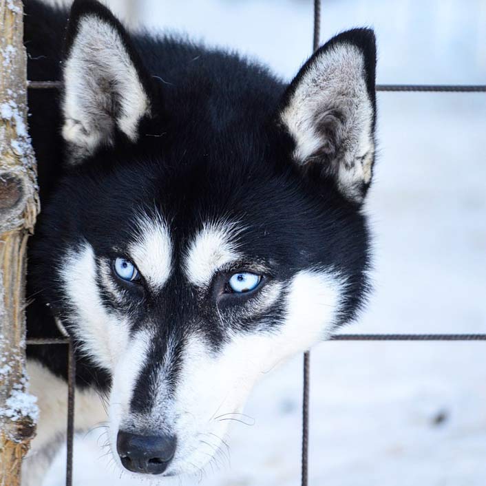 Winter Dog Siberian-Husky Husky