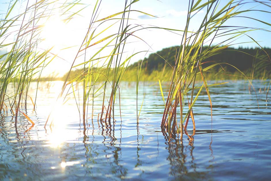 Nature Water Reed Lake