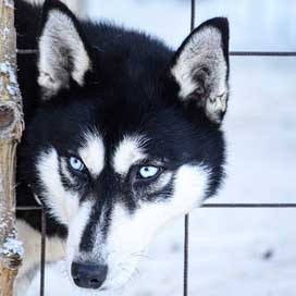 Husky Winter Dog Siberian-Husky Picture