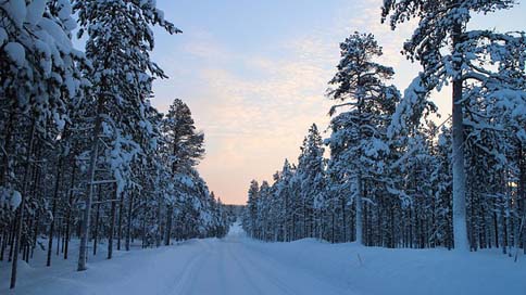 Snowy-Road Cold Forest-Road Winter Picture