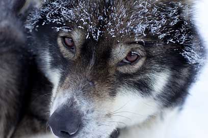 Husky Musher Lapland Finland Picture