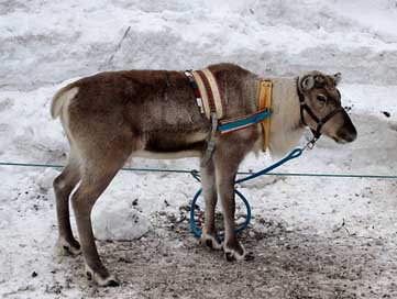 Finland Winter Animal Reindeer Picture