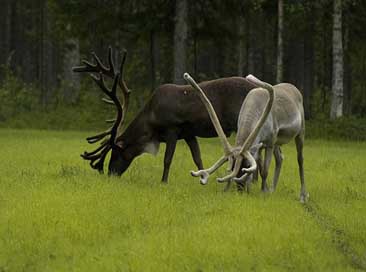 Finland Wood Deer Rennes Picture