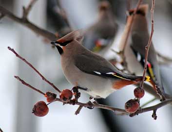 Bird Finland Ringed-Bohemian-Waxwing Birds Picture