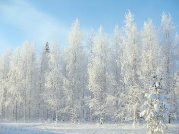 Winter Winter-Road Snow Forest Picture