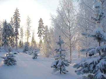 Winter Snow Winter-Forest Forest Picture