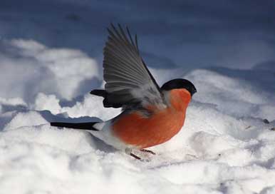 Pyrrhula-Kittila Snow Winter Bird Picture