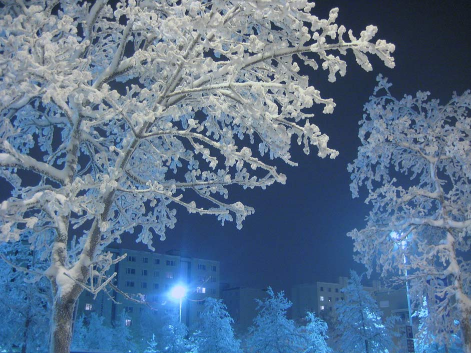 White Winter Frost Tree