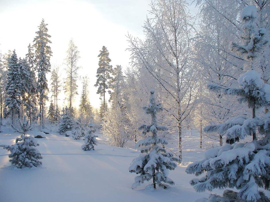 Snow Winter-Forest Forest Winter