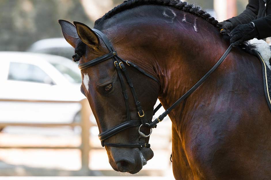 Dressage Head Contest Horse